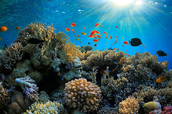 Nghiên cứu về tác động của bọt biển đến các rạn san hô