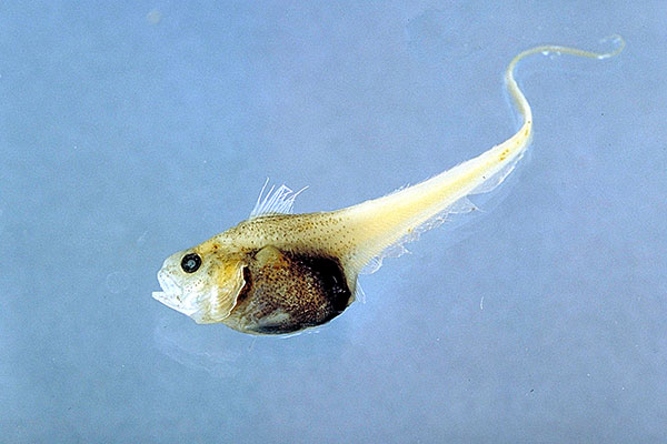 Nghiên cứu mới công bố loài cá biển sâu lựa chọn sinh cư tùy theo kiểu gen