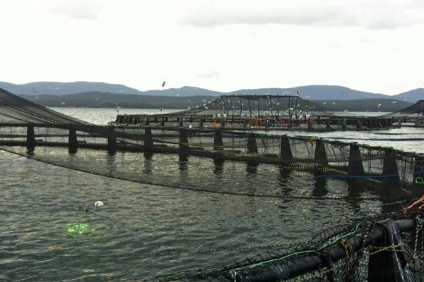 Các công ty nuôi cá hồi của Tasmania phải đối mặt với điều tra môi trường