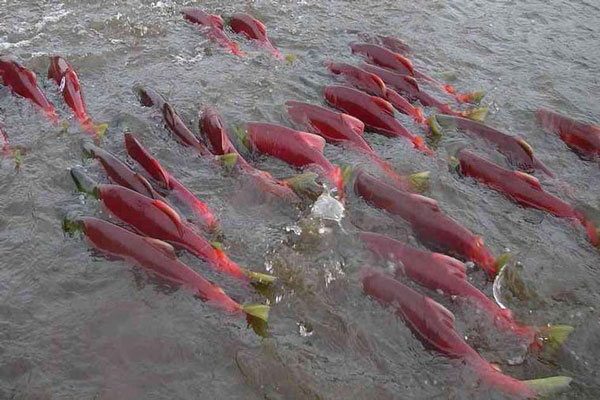 Lai tạo giống cá có khả năng tự miễn nhiễm với bệnh tuyến tụy