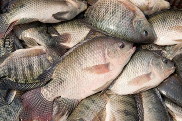 Đổi mới trong ao nuôi giúp tăng gấp đôi sản lượng cá rô phi trong các thử nghiệm của Ai Cập