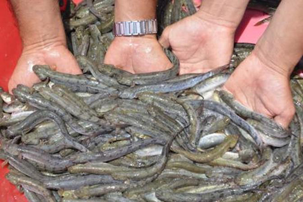 Cà Mau: Giá cá kèo, cá bổi giảm mạnh