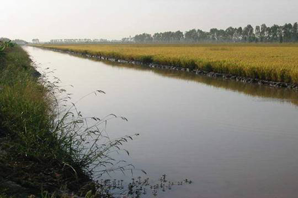 Phương thức canh tác truyền thống trồng lúa kết hợp nuôi cá tại Ấn Độ