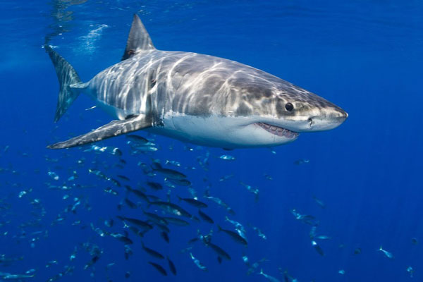 Loài cá mập nhanh nhất của đại dương đang bị đe dọa bởi tình trạng đánh bắt quá mức