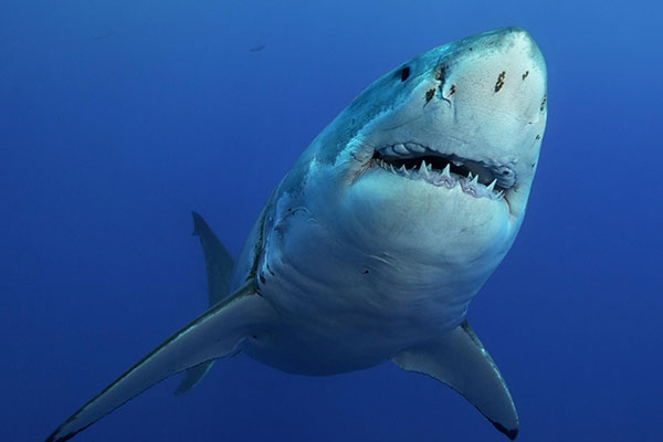 Cá mập nhanh nhất thế giới và nhiều loài khác đang tiến tới tuyệt chủng