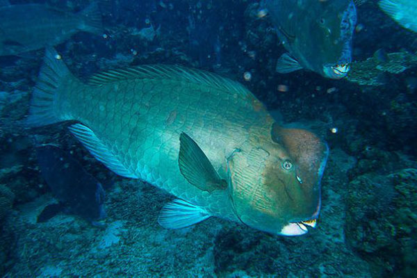 Cá mó, loài quan trọng đối với sức khỏe rạn san hô, hiện được bảo vệ theo luật pháp Mexico