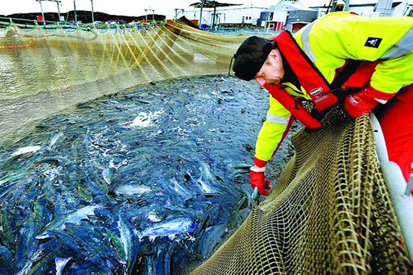 Các dự án nuôi trồng thủy sản của Canada không đáp ứng các mục tiêu bền vững