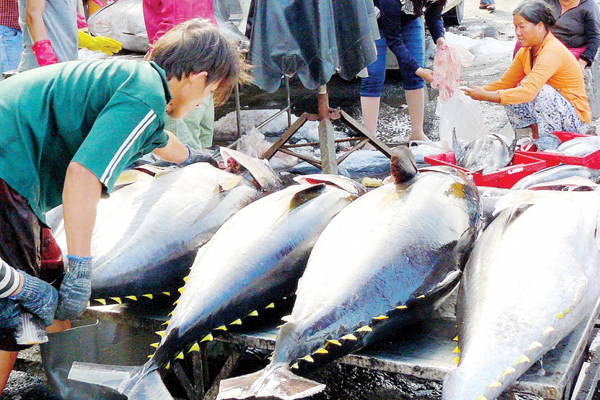 Hy vọng cho các nguồn lợi cá ngừ toàn cầu