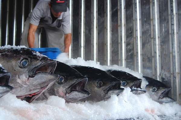 Trữ lượng cá ngừ toàn cầu cao hơn dự kiến