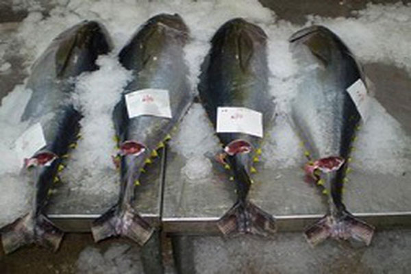 Đồng Baht mạnh làm xuất khẩu cá ngừ Thái Lan giảm