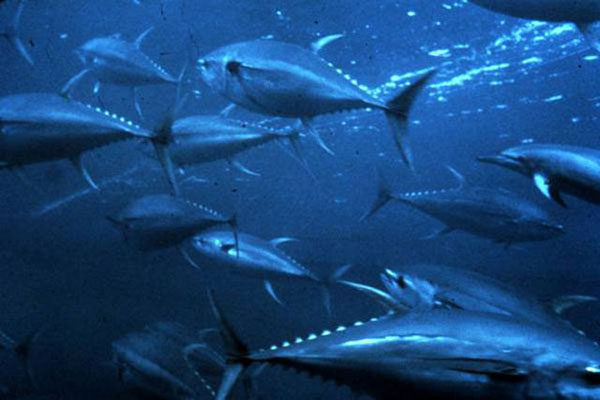 Năm quần đàn cá ngừ nhiệt đới được đánh bắt bởi đội tàu Tây Ban Nha đạt điều kiện được chứng nhận MSC