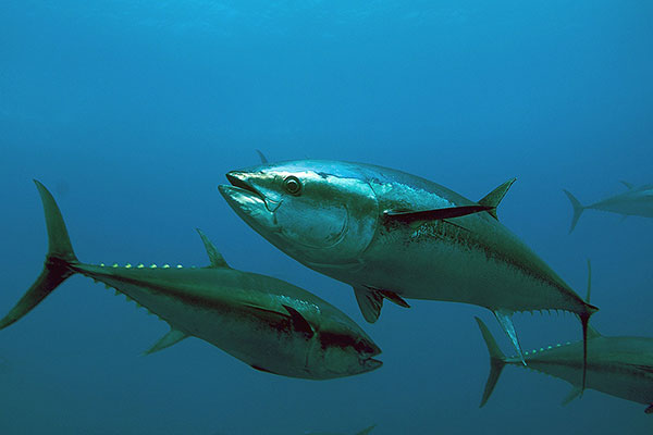 Trữ lượng cá ngừ Tây và Trung Thái Bình Dương được đánh giá dồi dào