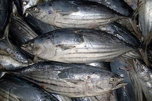 Giá cá ngừ vằn Bangkok nhảy vọt 200 USD/tấn do các nhà đóng hộp nhìn vào các nguồn dự trữ bổ sung
