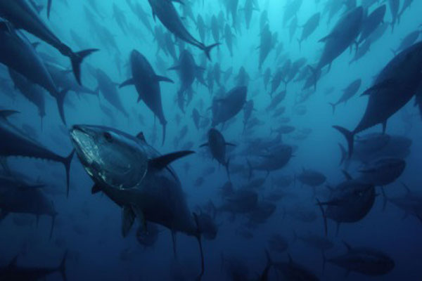 Các quốc gia khai thác cá ngừ tán thành kế hoạch phục hồi nguồn lợi cá ngừ vây xanh Thái Bình Dương đang bị suy giảm nghiêm trọng
