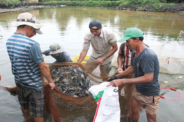 Kết quả quan trắc nguồn nước cấp cho vùng nuôi cá rô phi và tôm càng xanh tại An Giang