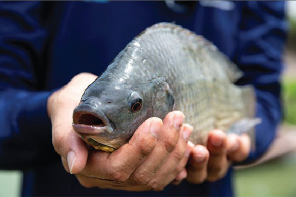 Bùng nổ sản xuất cá rô phi ở Ai Cập, tạo cơ hội cho các nhà sản xuất thức ăn thủy sản