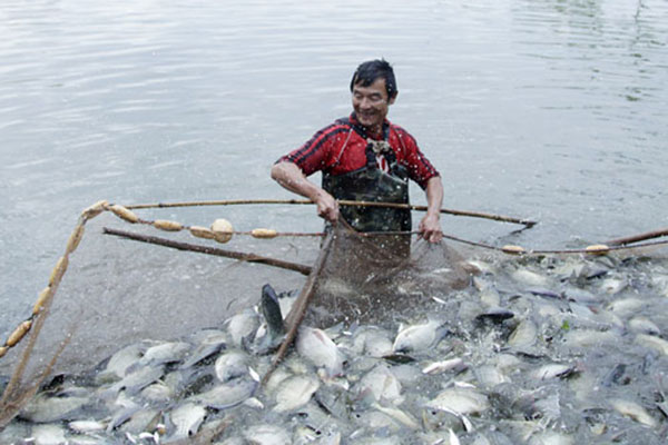 Chất lượng môi trường vùng cấp nước nuôi cá rô phi khu vực phía Bắc