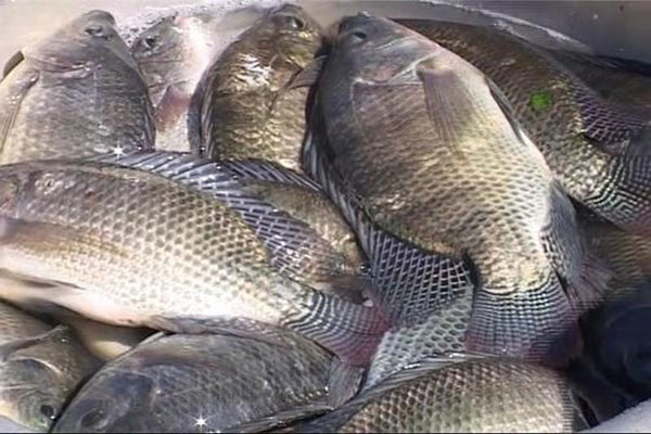 Kết quả quan trắc nguồn nước cấp cho vùng nuôi cá rô phi tại Vĩnh Long