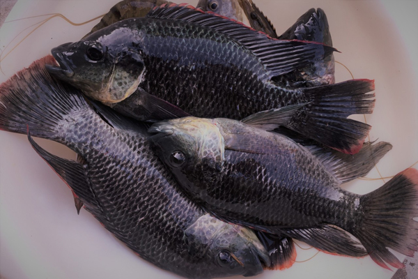 Các nhà nghiên cứu Cơ quan Nghiên cứu Nông nghiệp Mỹ phát triển giống cá rô phi kháng bệnh