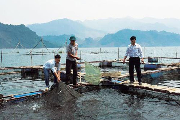 Hòa Bình: Chuỗi an toàn thực phẩm đạt hiệu quả cao, nâng cao thương hiệu cá sông Đà