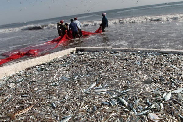 Greenpeace cảnh báo một phần ba số lượng thủy sản đánh bắt từ Trung Quốc là “cá tạp”