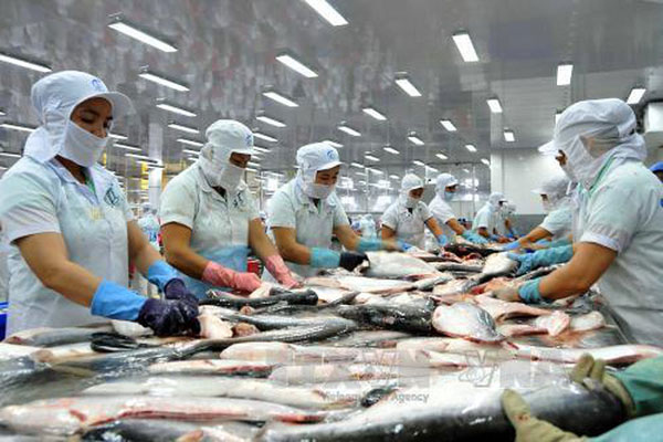 Kịp thời tháo gỡ khó khăn trong xuất khẩu cá tra khi Mỹ áp dụng đạo luật nông trại