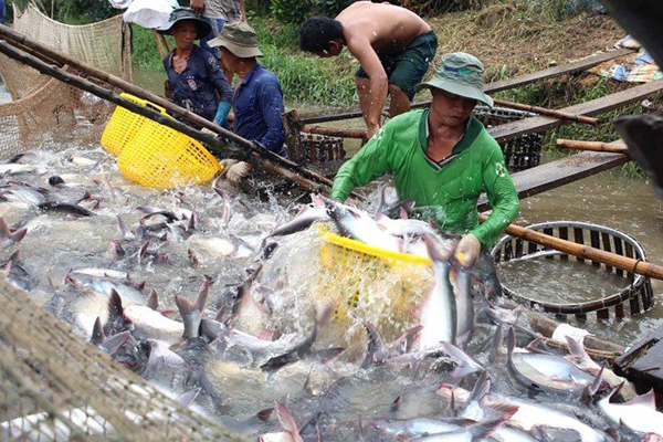 Nghiên cứu xác định nhu cầu thị trường cá tra thế giới