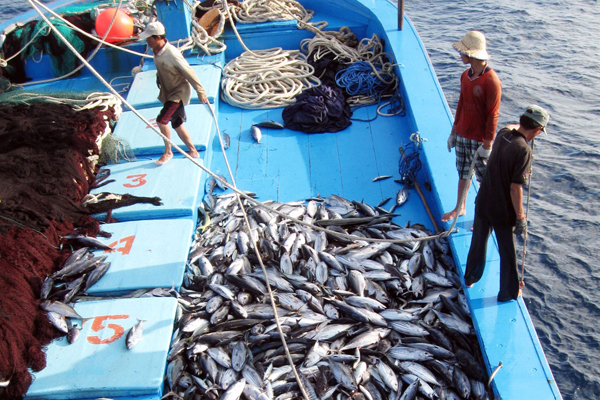 50 công ty cam kết chống lại việc đánh bắt cá ngừ bất hợp pháp