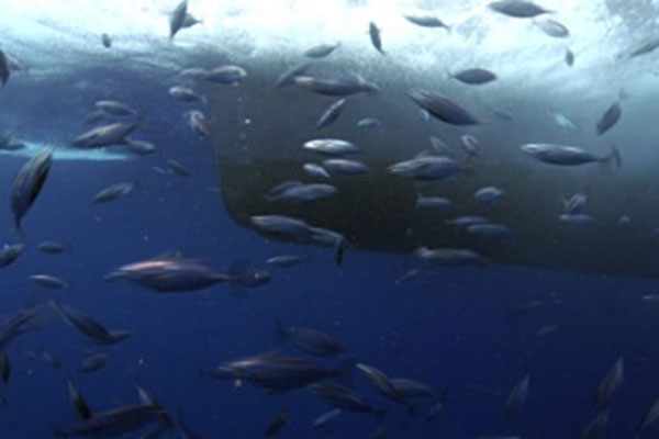 Nghề câu vàng cá ngừ đạt được bước tiến lớn về tính bền vững