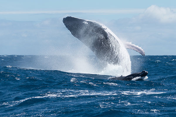 Nghề đánh bắt cua California ngừng khai thác sớm để bảo vệ cá voi