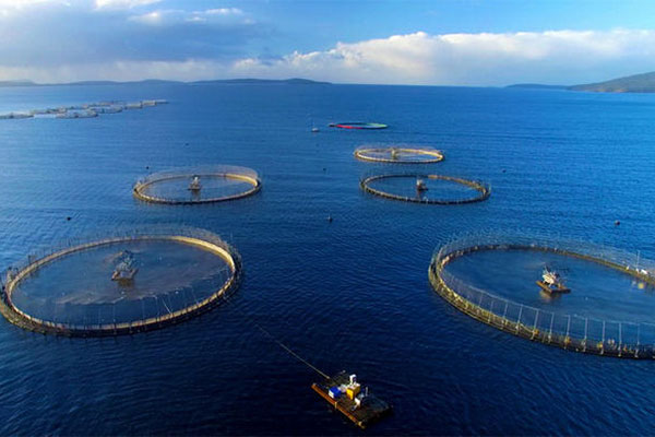 Châu Á đóng góp 89% tổng sản lượng nuôi trồng thủy sản thế giới
