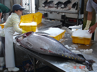 Tháo gỡ khó khăn trong sản xuất cá ngừ theo chuỗi