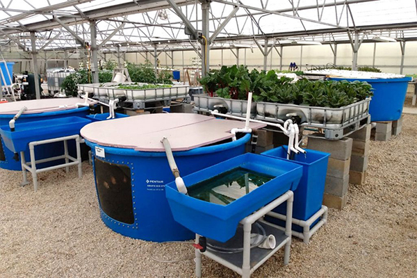 Công nghệ Aquaponic - hướng đi mới cho nuôi trồng thủy sản bền vững