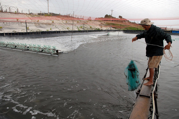 Costa Rica: Sản lượng nuôi trồng thủy sản giảm 31% trong 4 năm qua