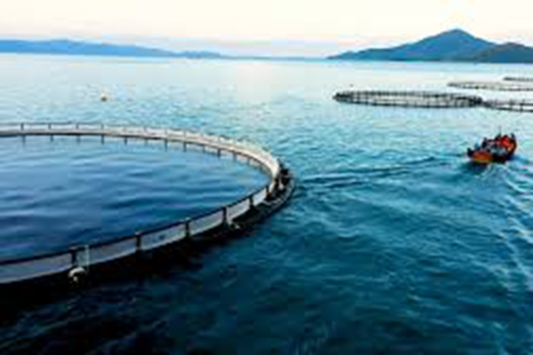 Proposed roadmap for the development of offshore aquaculture in Vietnam
