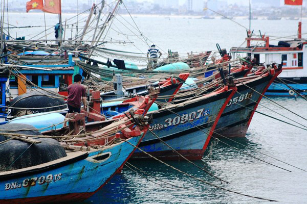 Đà Nẵng: Đẩy mạnh quản lý, giám sát, kiểm soát chặt chẽ tàu cá để chống khai thác IUU