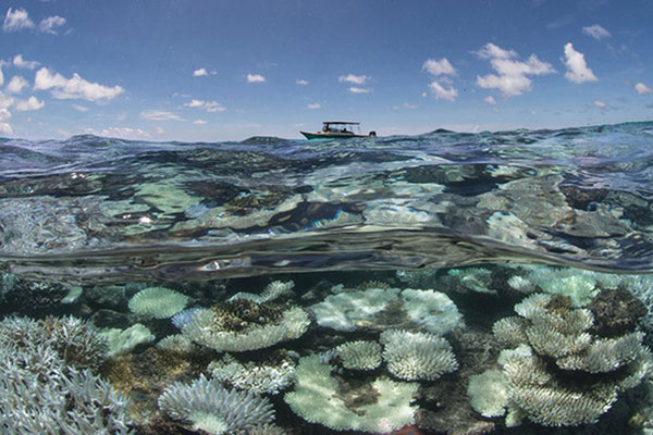Đại dương nóng lên ảnh hưởng đến năng suất thủy sản trên toàn thế giới