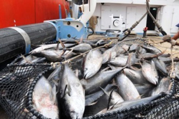 Sản lượng đánh bắt cá ngừ của Ecuador giảm 31%