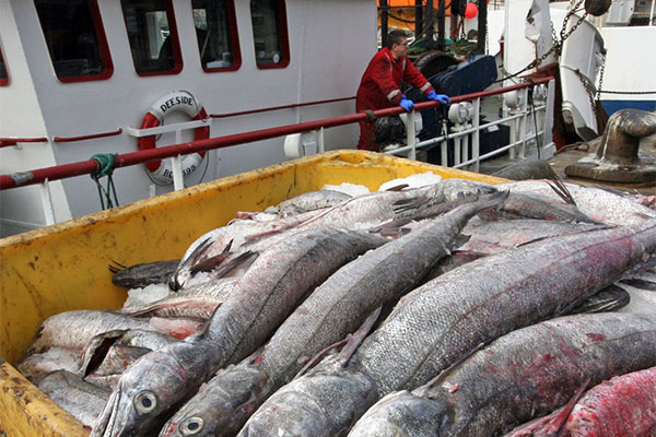Đại dịch đe dọa ngành đánh bắt cá ở Edinburgh (Anh) khi sản lượng đánh bắt giảm mạnh