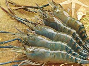 Ecological shrimp: The right choice