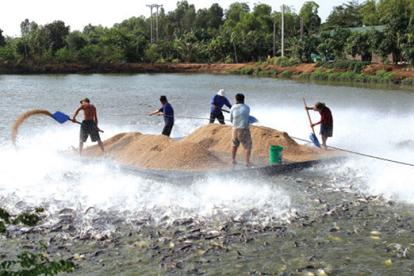 The Mekong Delta Strives to Achieve Over 990,000 Ha of Aquaculture Area by 2030, With an Output of Over 4,800,000 Tons