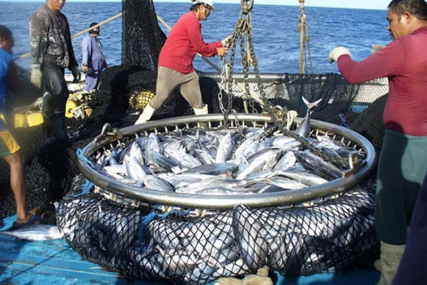 Tuyên bố bảo vệ nguồn cá con ở Địa Trung Hải không được thực hiện triệt để