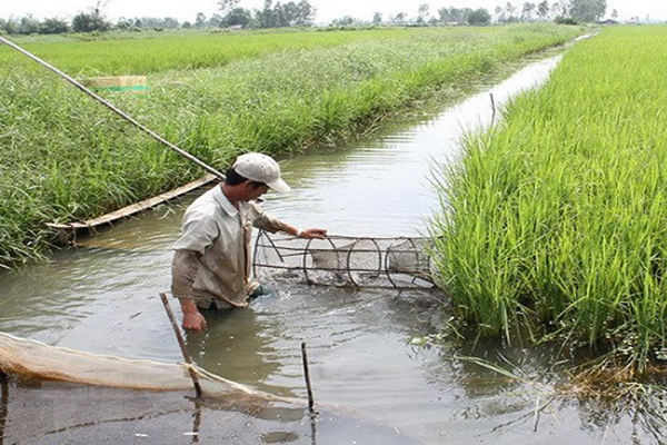 Đến năm 2030, thực hiện chuyển đổi một phần diện tích đất trồng lúa sang trồng lúa kết hợp nuôi trồng thủy sản