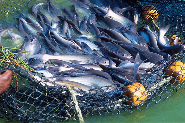 Mỹ: Năm 2021, doanh số cá da trơn tăng 12%