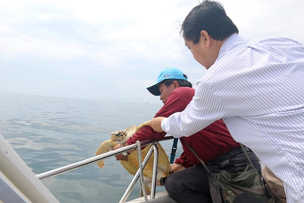 Chi cục Thủy sản Bình Thuận: Tiếp nhận và thả đồi mồi quý hiếm về biển