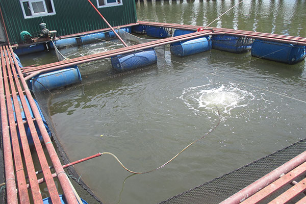 Giới thiệu tiến bộ kỹ thuật “Quy trình giám sát môi trường và phòng trị bệnh  cá chim vây vàng (Trachinotus spp) nuôi lồng trên biển”