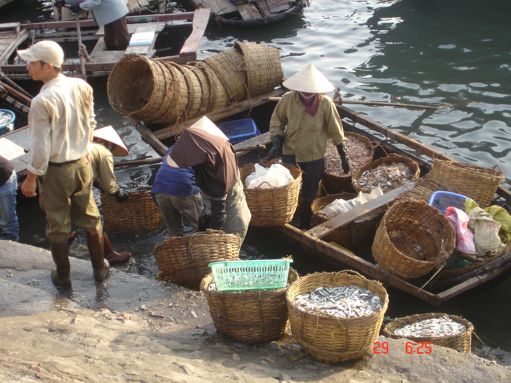 Ha Tinh: More than 1,000 tons of fish landed in the first quarter