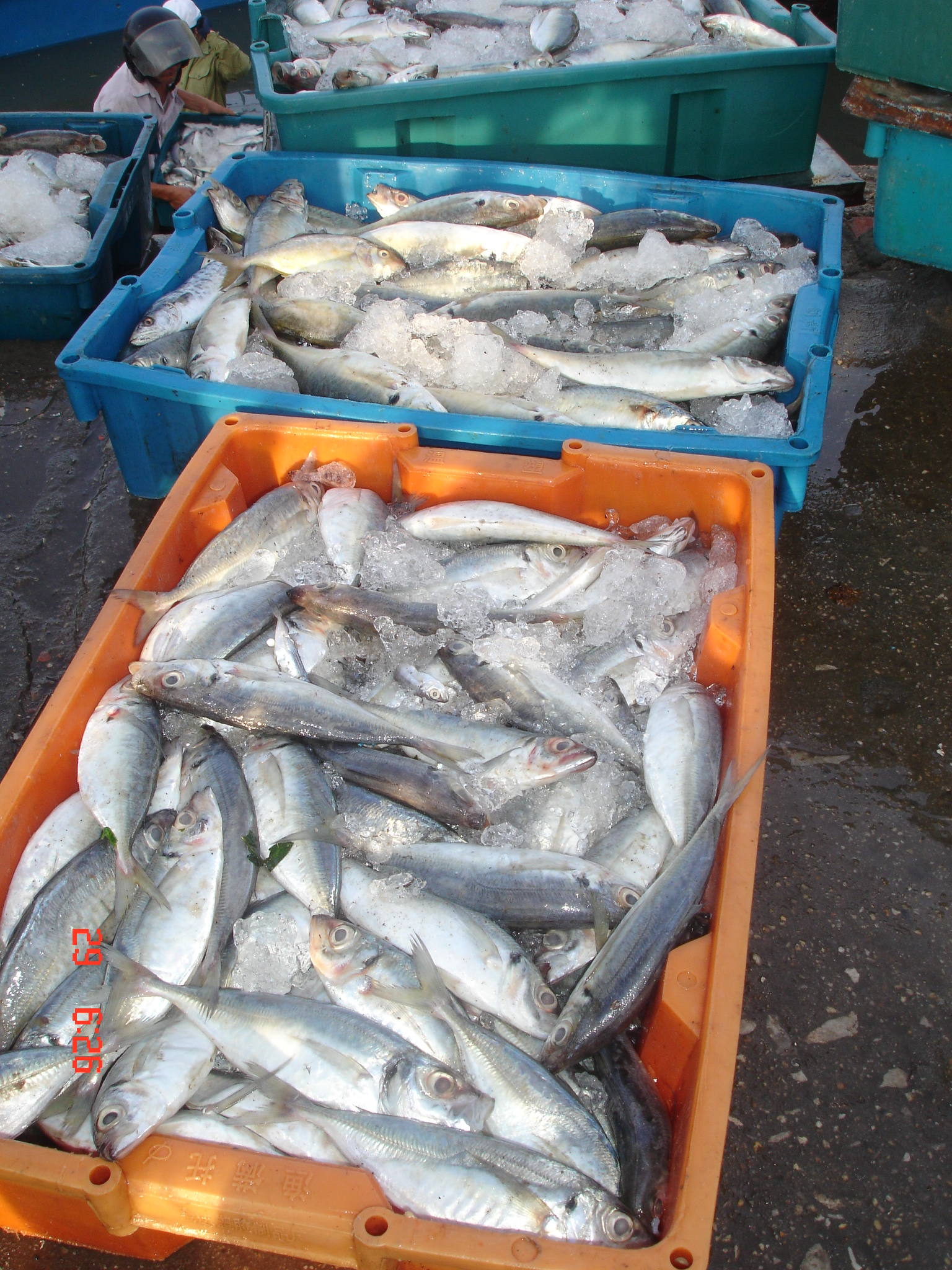 Quang Tri province: Trieu Phong district – Fishing yield in the first 10 months reached nearly 2,500 tons