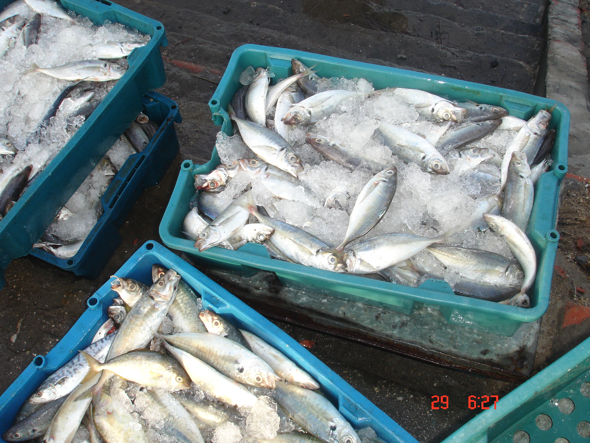 To strictly implement regulations on fishing and traceability of fishery