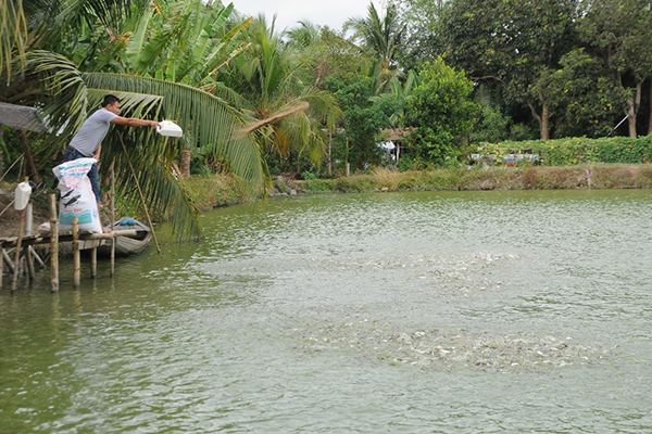 Tây Ninh phòng, chống dịch bệnh nguy hiểm trên thủy sản nuôi giai đoạn 2021-2030